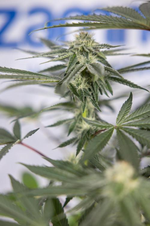 Nectar Drip #3 - Zamnesia x Tical x B&B. Week 9 - Nectar Drip #3 - Main Lining 4th Bloom