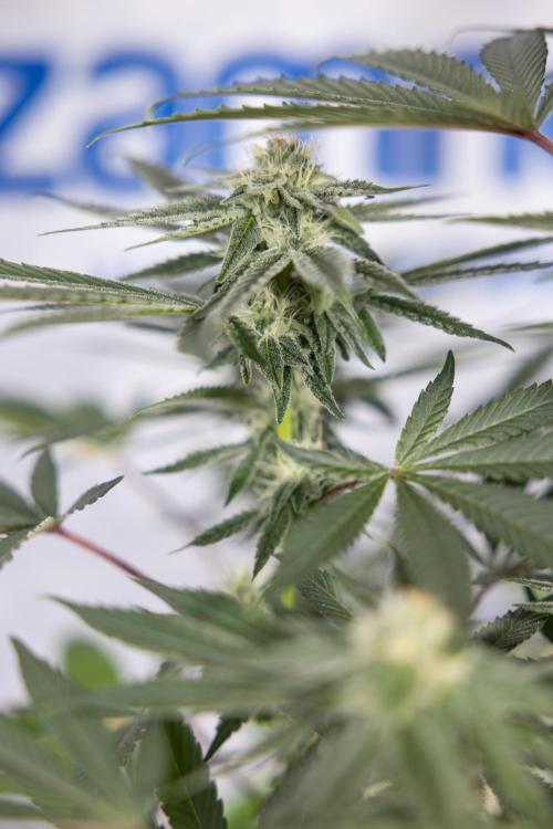 Nectar Drip #3 - Zamnesia x Tical x B&B. Week 9 - Nectar Drip #3 - Main Lining 4th Bloom