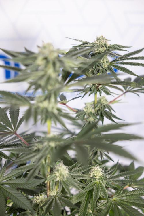 Nectar Drip #3 - Zamnesia x Tical x B&B. Week 9 - Nectar Drip #3 - Main Lining 4th Bloom