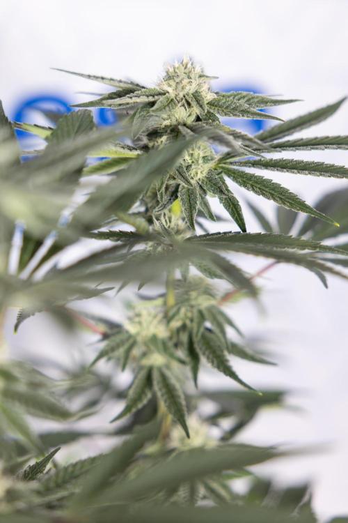 Nectar Drip #3 - Zamnesia x Tical x B&B. Week 9 - Nectar Drip #3 - Main Lining 4th Bloom