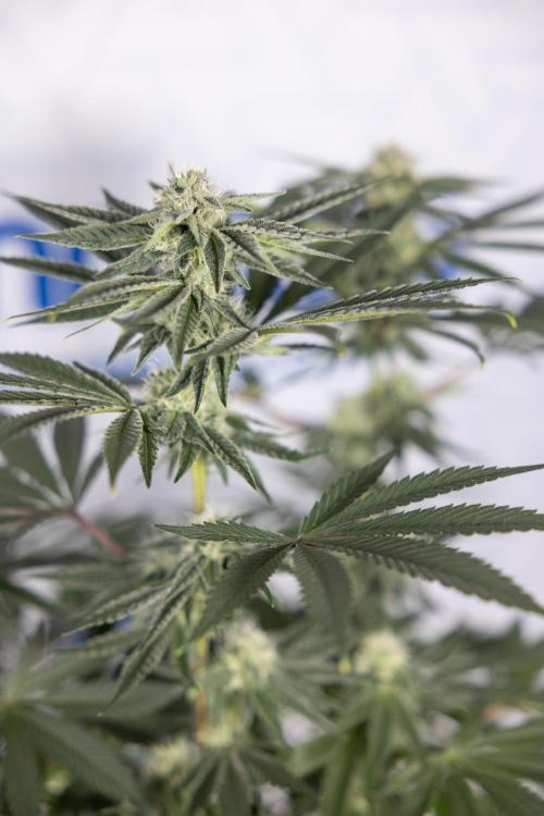 Nectar Drip #3 - Zamnesia x Tical x B&B. Week 9 - Nectar Drip #3 - Main Lining 4th Bloom