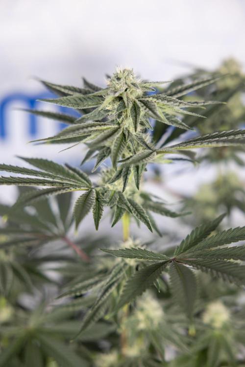 Nectar Drip #3 - Zamnesia x Tical x B&B. Week 9 - Nectar Drip #3 - Main Lining 4th Bloom