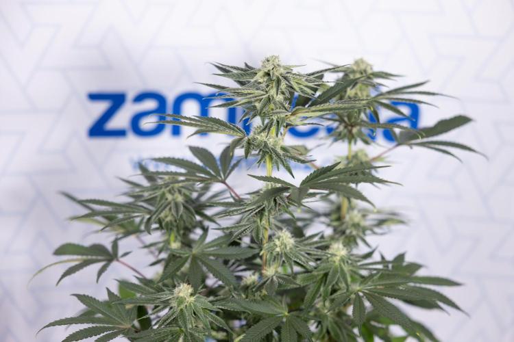 Nectar Drip #3 - Zamnesia x Tical x B&B. Week 9 - Nectar Drip #3 - Main Lining 4th Bloom