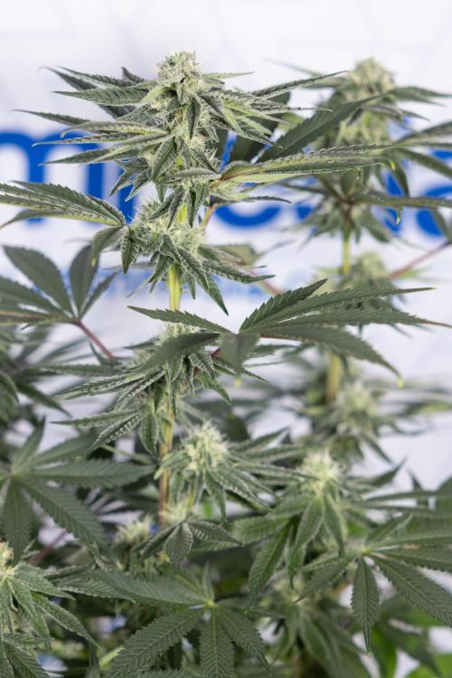 Nectar Drip #3 - Zamnesia x Tical x B&B. Week 9 - Nectar Drip #3 - Main Lining 4th Bloom