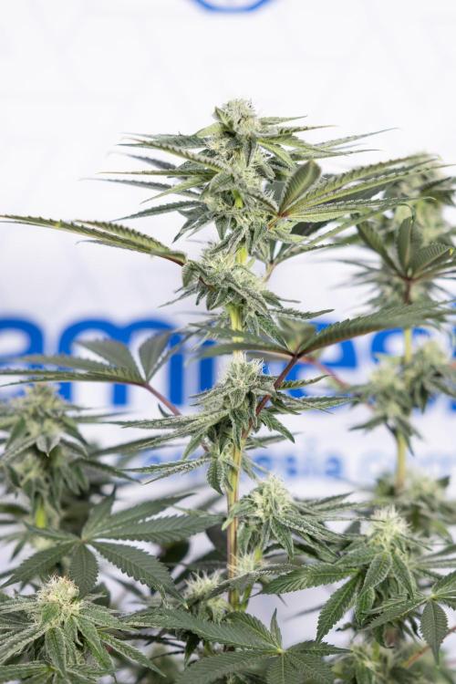 Nectar Drip #3 - Zamnesia x Tical x B&B. Week 9 - Nectar Drip #3 - Main Lining 4th Bloom