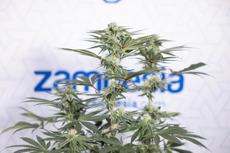 Nectar Drip #3 - Zamnesia x Tical x B&B. Week 9 - Nectar Drip #3 - Main Lining 4th Bloom