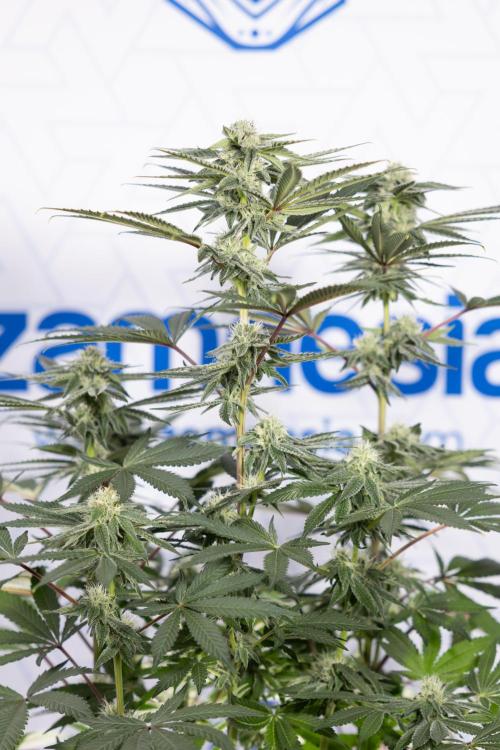 Nectar Drip #3 - Zamnesia x Tical x B&B. Week 9 - Nectar Drip #3 - Main Lining 4th Bloom