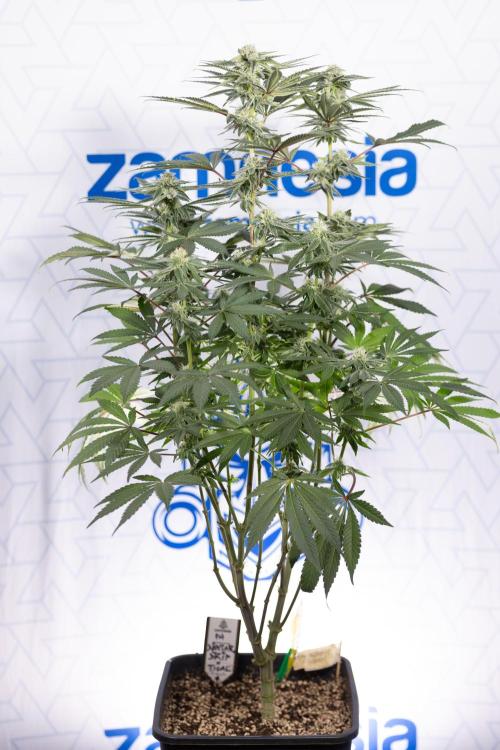 Nectar Drip #3 - Zamnesia x Tical x B&B. Week 9 - Nectar Drip #3 - Main Lining 4th Bloom