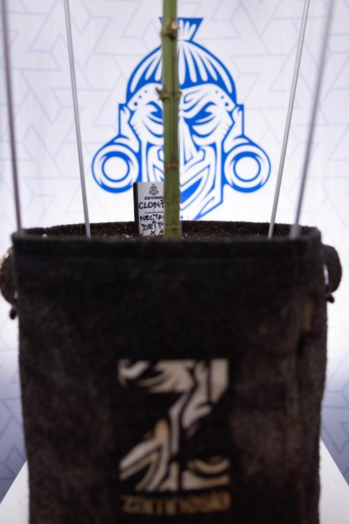 Nectar Drip #5 Clone - Zamnesia x B&B. Week 8 - Nectar Drip #5 - Clone No Techniques - 4th Bloom