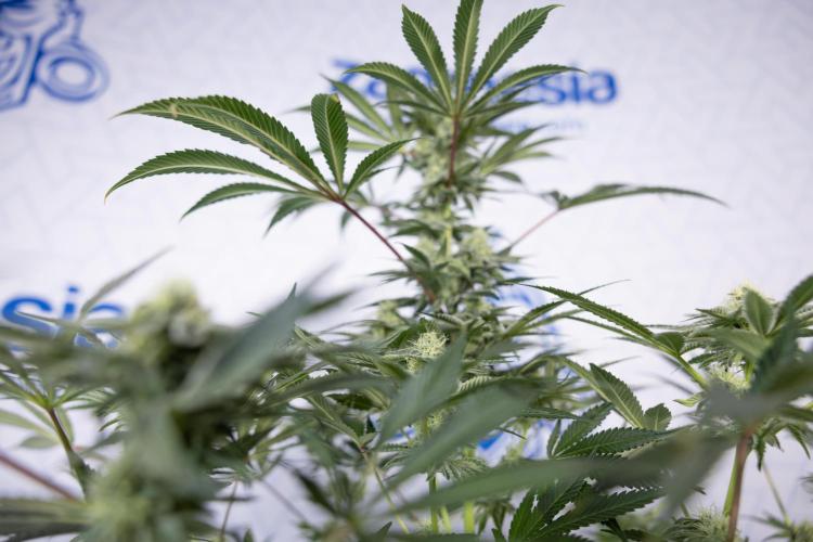 Nectar Drip #5 Clone - Zamnesia x B&B. Week 8 - Nectar Drip #5 - Clone No Techniques - 4th Bloom