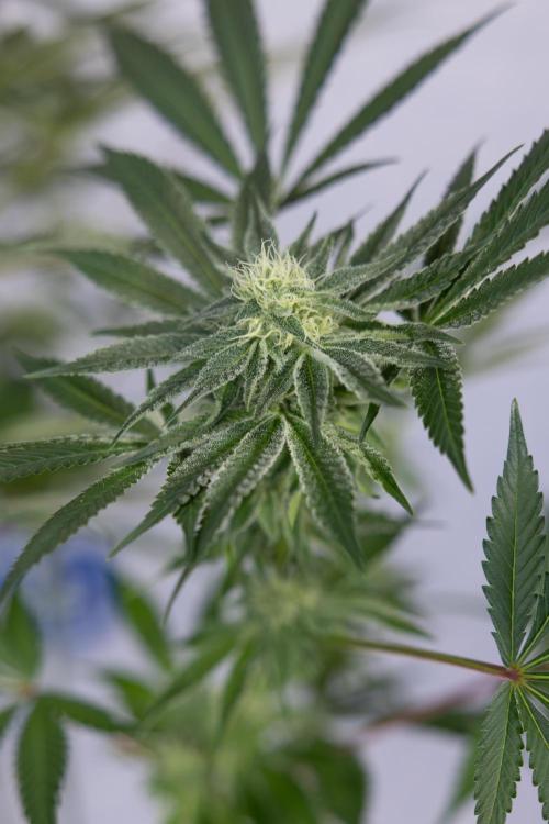 Nectar Drip #5 Clone - Zamnesia x B&B. Week 8 - Nectar Drip #5 - Clone No Techniques - 4th Bloom