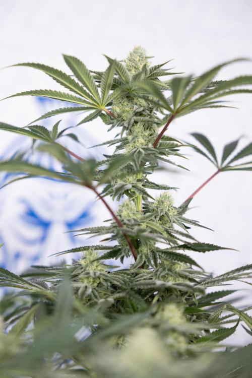 Nectar Drip #5 Clone - Zamnesia x B&B. Week 8 - Nectar Drip #5 - Clone No Techniques - 4th Bloom