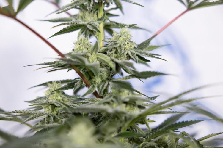 Nectar Drip #5 Clone - Zamnesia x B&B. Week 8 - Nectar Drip #5 - Clone No Techniques - 4th Bloom