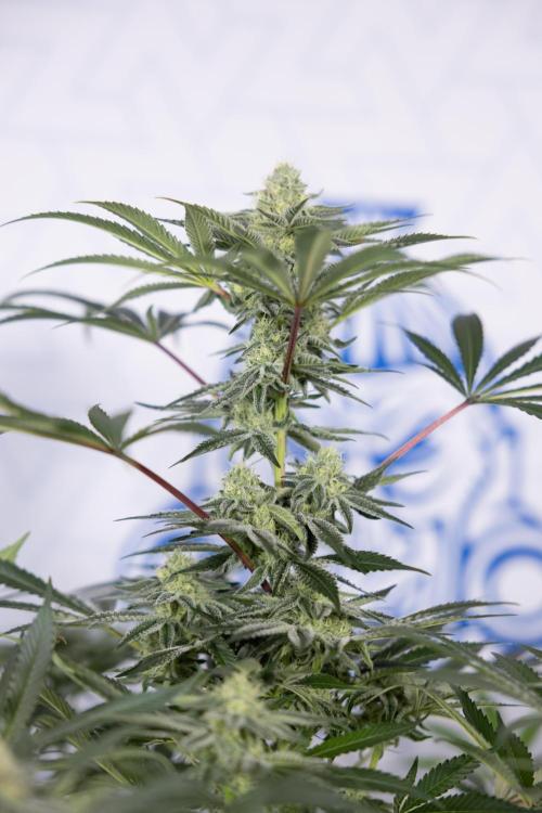 Nectar Drip #5 Clone - Zamnesia x B&B. Week 8 - Nectar Drip #5 - Clone No Techniques - 4th Bloom