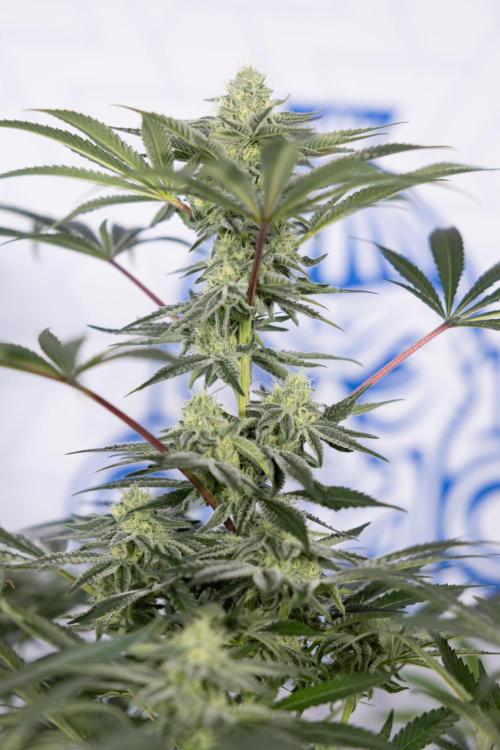 Nectar Drip #5 Clone - Zamnesia x B&B. Week 8 - Nectar Drip #5 - Clone No Techniques - 4th Bloom