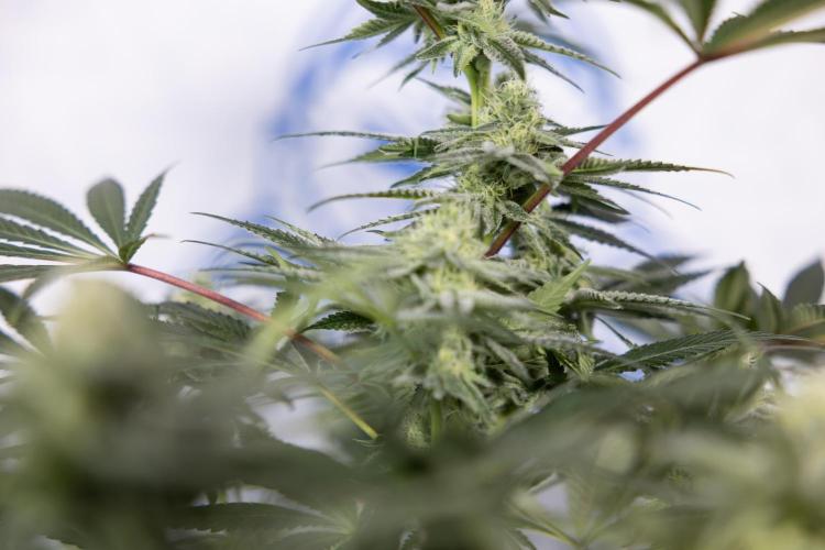 Nectar Drip #5 Clone - Zamnesia x B&B. Week 8 - Nectar Drip #5 - Clone No Techniques - 4th Bloom