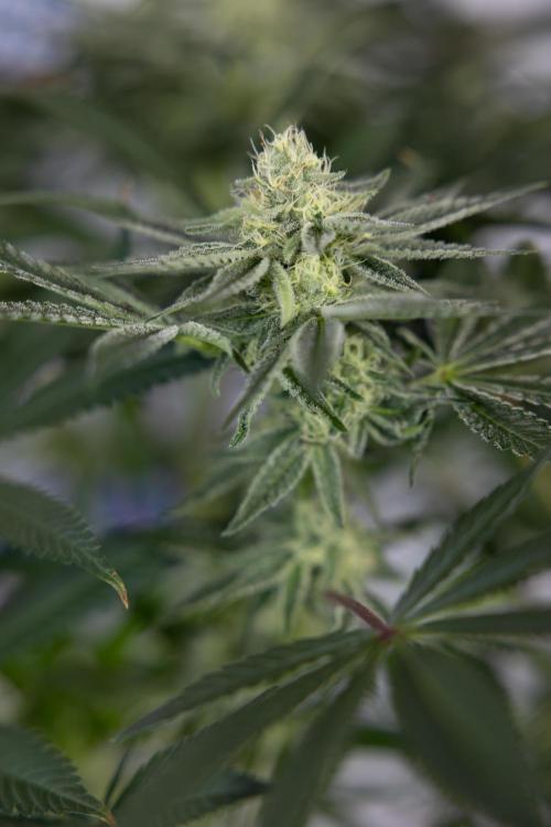 Nectar Drip #5 Clone - Zamnesia x B&B. Week 8 - Nectar Drip #5 - Clone No Techniques - 4th Bloom