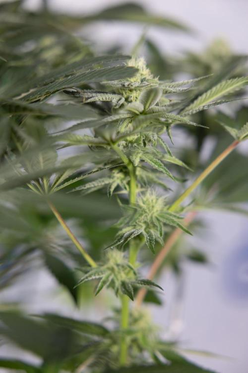 Nectar Drip #5 Clone - Zamnesia x B&B. Week 8 - Nectar Drip #5 - Clone No Techniques - 4th Bloom