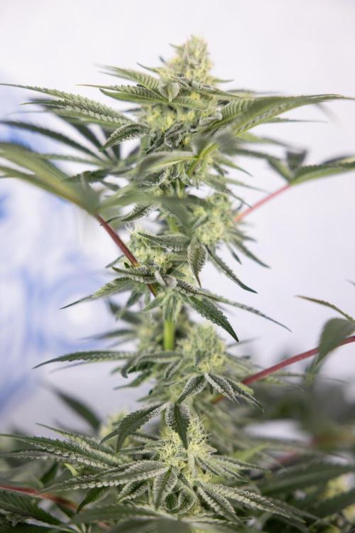 Nectar Drip #5 Clone - Zamnesia x B&B. Week 8 - Nectar Drip #5 - Clone No Techniques - 4th Bloom