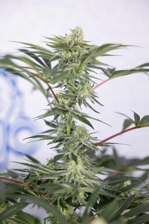 Nectar Drip #5 Clone - Zamnesia x B&B. Week 8 - Nectar Drip #5 - Clone No Techniques - 4th Bloom