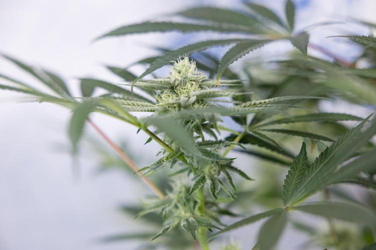 Nectar Drip #5 Clone - Zamnesia x B&B. Week 8 - Nectar Drip #5 - Clone No Techniques - 4th Bloom