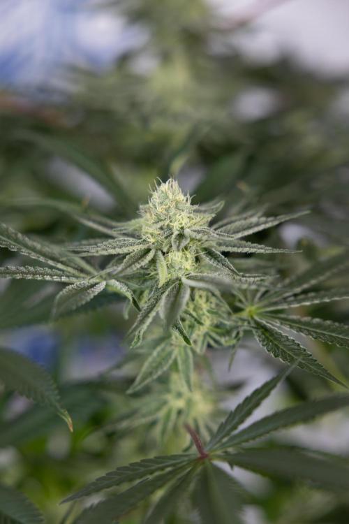 Nectar Drip #5 Clone - Zamnesia x B&B. Week 8 - Nectar Drip #5 - Clone No Techniques - 4th Bloom