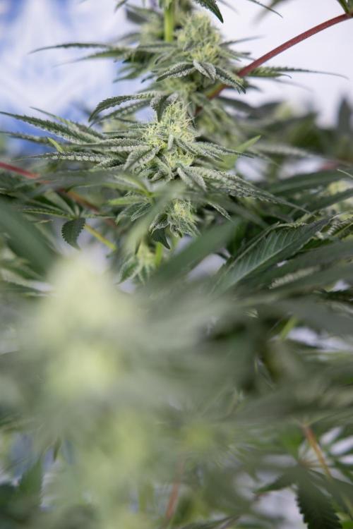 Nectar Drip #5 Clone - Zamnesia x B&B. Week 8 - Nectar Drip #5 - Clone No Techniques - 4th Bloom