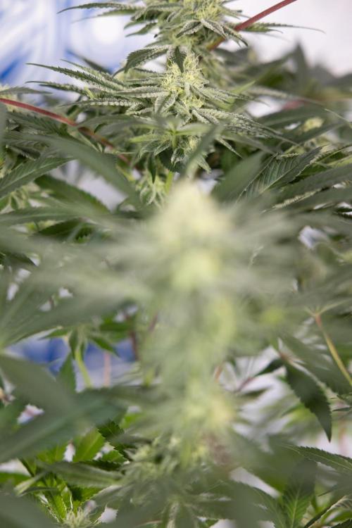 Nectar Drip #5 Clone - Zamnesia x B&B. Week 8 - Nectar Drip #5 - Clone No Techniques - 4th Bloom