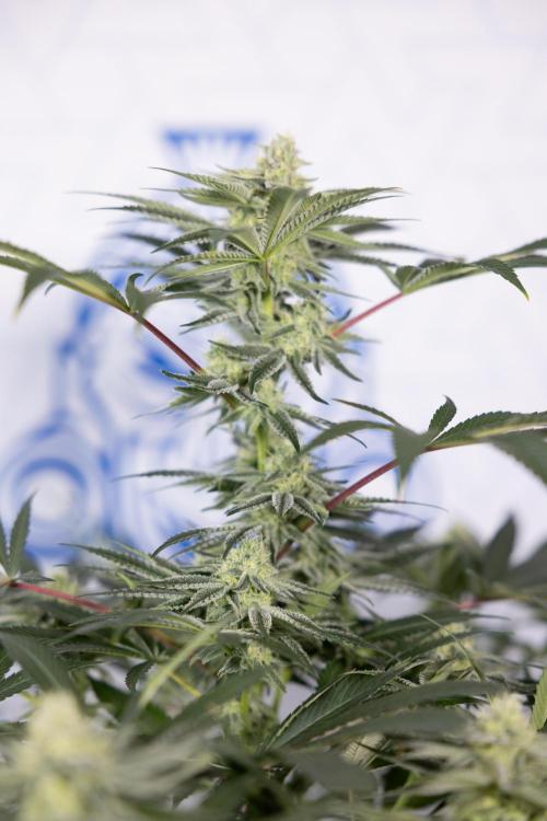 Nectar Drip #5 Clone - Zamnesia x B&B. Week 8 - Nectar Drip #5 - Clone No Techniques - 4th Bloom