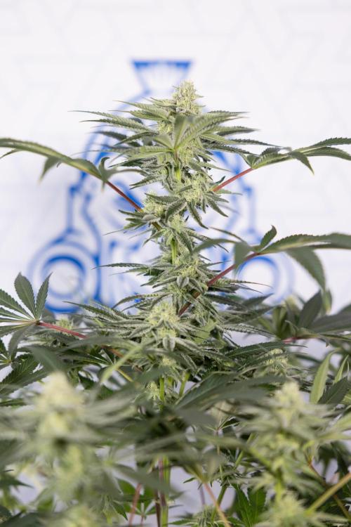 Nectar Drip #5 Clone - Zamnesia x B&B. Week 8 - Nectar Drip #5 - Clone No Techniques - 4th Bloom