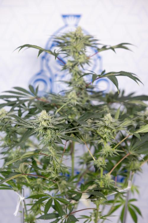 Nectar Drip #5 Clone - Zamnesia x B&B. Week 8 - Nectar Drip #5 - Clone No Techniques - 4th Bloom