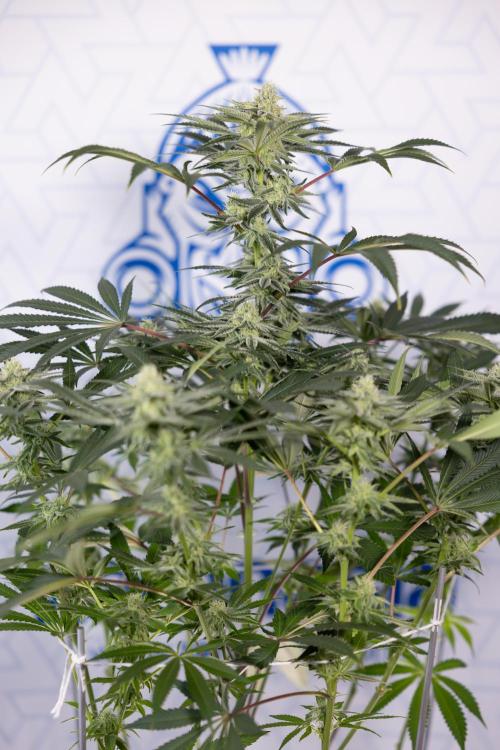 Nectar Drip #5 Clone - Zamnesia x B&B. Week 8 - Nectar Drip #5 - Clone No Techniques - 4th Bloom