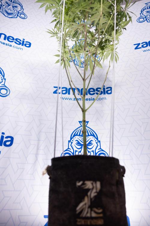 Nectar Drip #5 Clone - Zamnesia x B&B. Week 8 - Nectar Drip #5 - Clone No Techniques - 4th Bloom