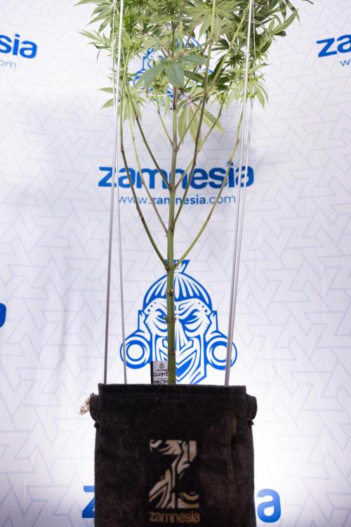 Nectar Drip #5 Clone - Zamnesia x B&B. Week 8 - Nectar Drip #5 - Clone No Techniques - 4th Bloom