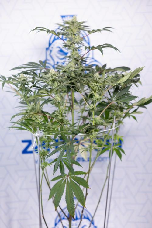 Nectar Drip #5 Clone - Zamnesia x B&B. Week 8 - Nectar Drip #5 - Clone No Techniques - 4th Bloom