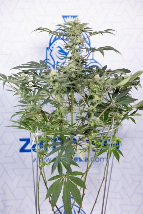 Nectar Drip #5 Clone - Zamnesia x B&B. Week 8 - Nectar Drip #5 - Clone No Techniques - 4th Bloom