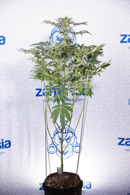 Nectar Drip #5 Clone - Zamnesia x B&B. Week 8 - Nectar Drip #5 - Clone No Techniques - 4th Bloom