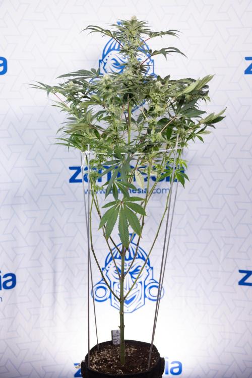 Nectar Drip #5 Clone - Zamnesia x B&B. Week 8 - Nectar Drip #5 - Clone No Techniques - 4th Bloom