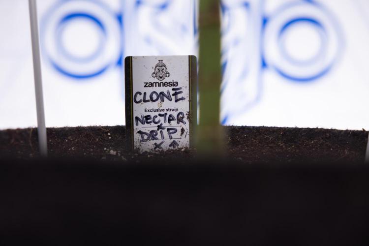 Nectar Drip #5 Clone - Zamnesia x B&B. Week 8 - Nectar Drip #5 - Clone No Techniques - 4th Bloom