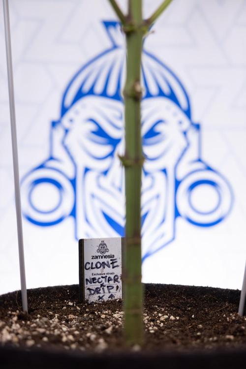 Nectar Drip #5 Clone - Zamnesia x B&B. Week 8 - Nectar Drip #5 - Clone No Techniques - 4th Bloom