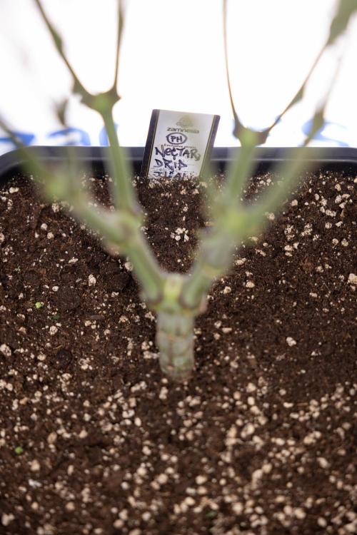 Nectar Drip #2 - Zamnesia x Tical x B&B. Week 10 - Nectar Drip #2  - Mainfolding - 4th Bloom