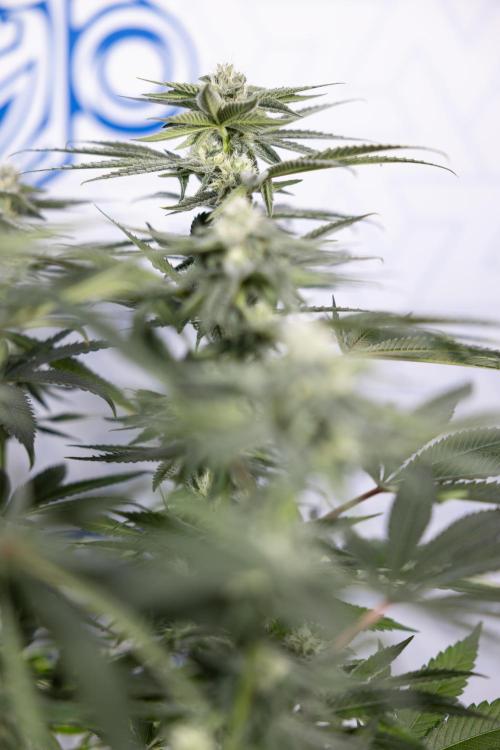 Nectar Drip #2 - Zamnesia x Tical x B&B. Week 10 - Nectar Drip #2  - Mainfolding - 4th Bloom