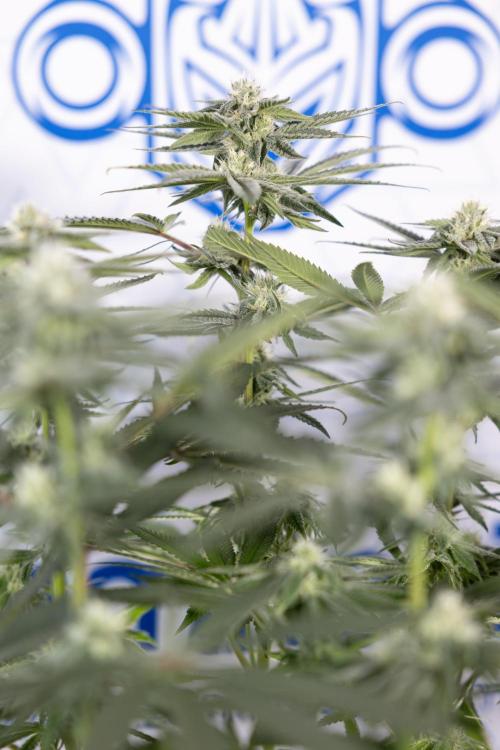 Nectar Drip #2 - Zamnesia x Tical x B&B. Week 10 - Nectar Drip #2  - Mainfolding - 4th Bloom