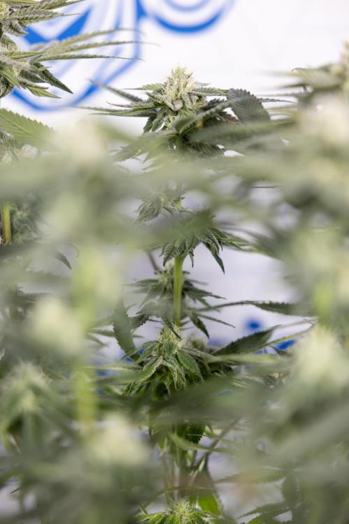 Nectar Drip #2 - Zamnesia x Tical x B&B. Week 10 - Nectar Drip #2  - Mainfolding - 4th Bloom