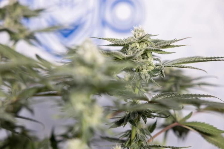 Nectar Drip #2 - Zamnesia x Tical x B&B. Week 10 - Nectar Drip #2  - Mainfolding - 4th Bloom