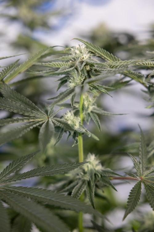 Nectar Drip #2 - Zamnesia x Tical x B&B. Week 10 - Nectar Drip #2  - Mainfolding - 4th Bloom