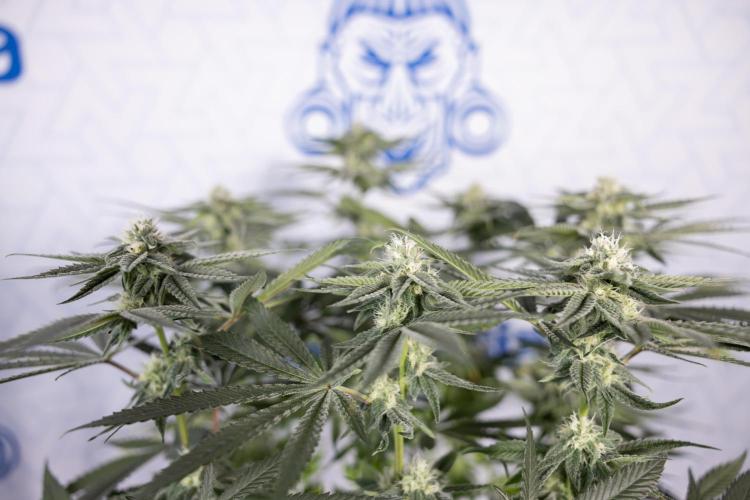 Nectar Drip #2 - Zamnesia x Tical x B&B. Week 10 - Nectar Drip #2  - Mainfolding - 4th Bloom