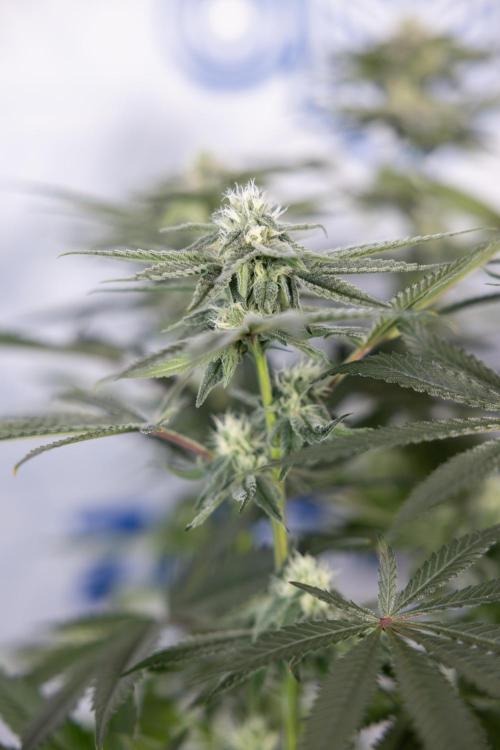 Nectar Drip #2 - Zamnesia x Tical x B&B. Week 10 - Nectar Drip #2  - Mainfolding - 4th Bloom