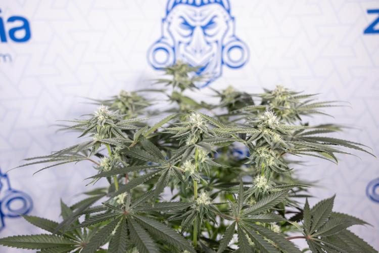 Nectar Drip #2 - Zamnesia x Tical x B&B. Week 10 - Nectar Drip #2  - Mainfolding - 4th Bloom