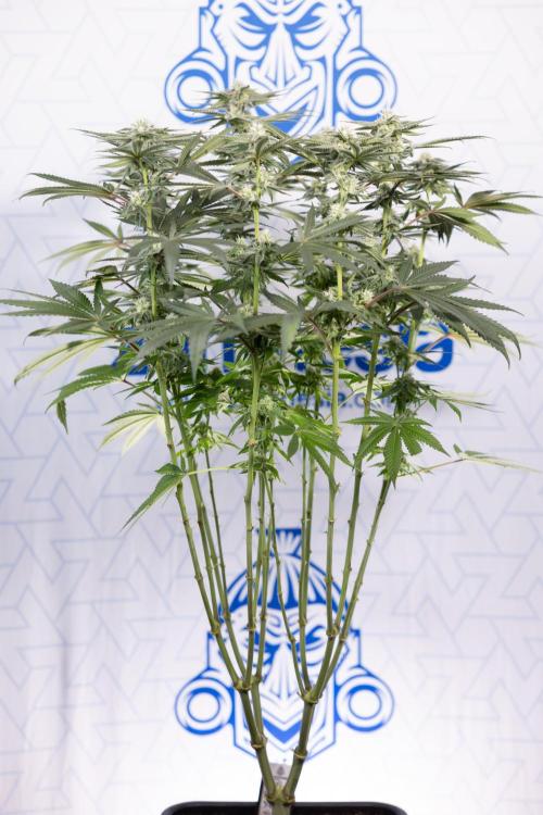 Nectar Drip #2 - Zamnesia x Tical x B&B. Week 10 - Nectar Drip #2  - Mainfolding - 4th Bloom